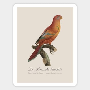 La Perruche Ecarlate Parakeet - Jacques Barraband 19th century Illustration Magnet